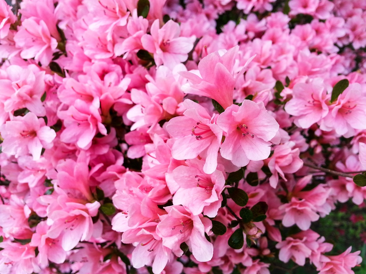 花开繁华，2017最新排舞盛宴